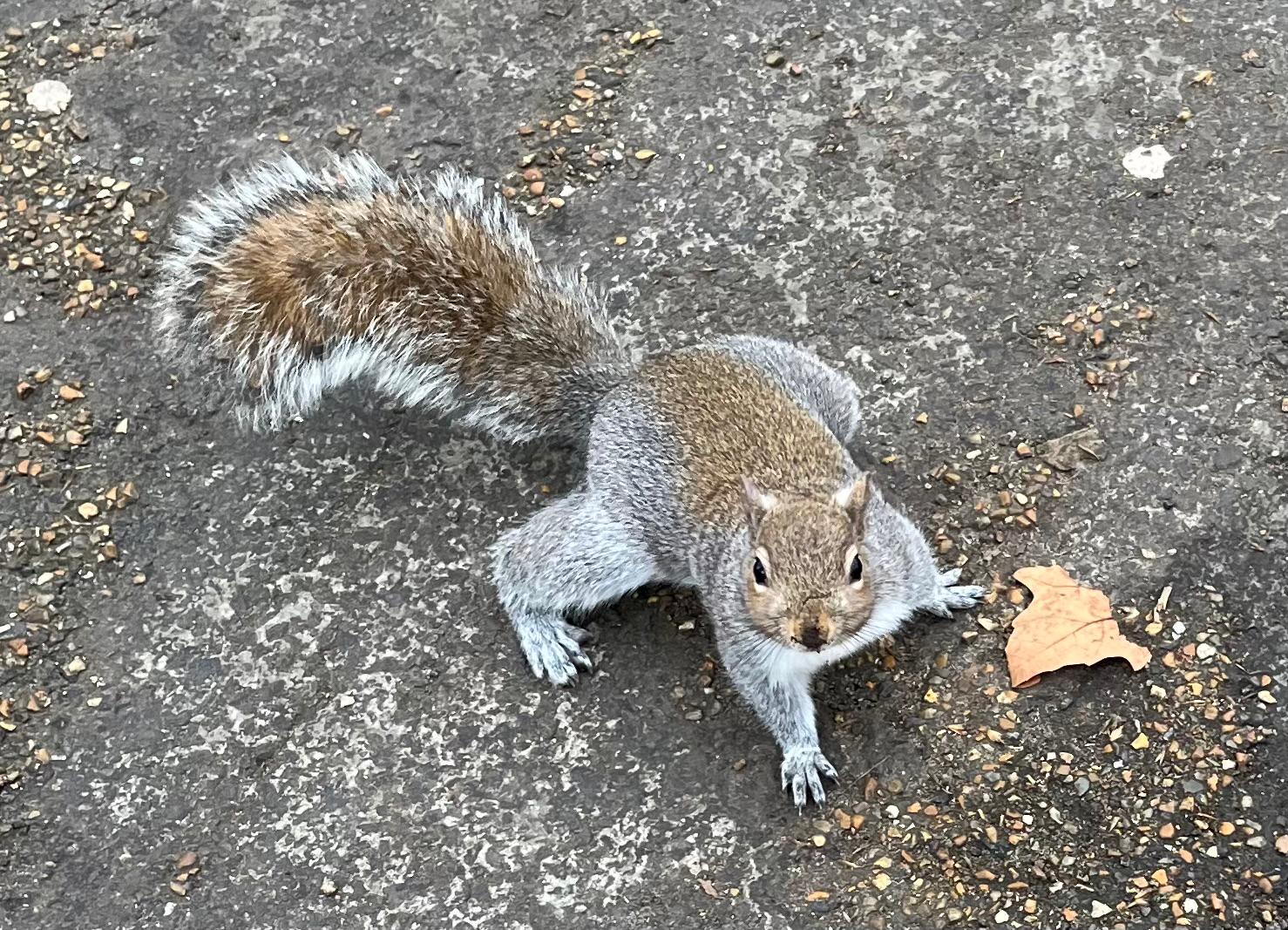 Bild eines Eichhörnchens
