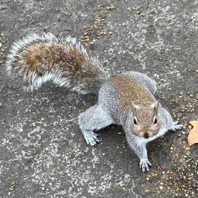 Eichhoernchen_03