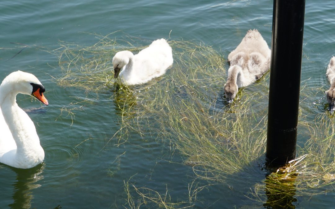 Das Vermächtnis – weithin unterschätzt